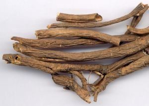 桂黔吊石苣苔 桂黔吊石苣苔