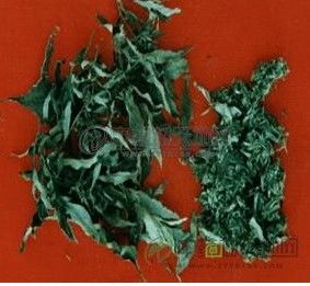 小葉榕提取物 小葉榕提取物