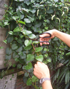 雞爪三七 雞爪三七