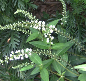 小葉星宿菜 小葉星宿菜