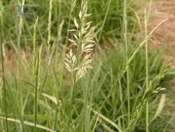 圓穗早熟禾 圓穗早熟禾