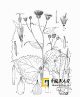 少花風毛菊 少花風毛菊