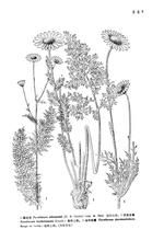 灰葉匹菊 灰葉匹菊