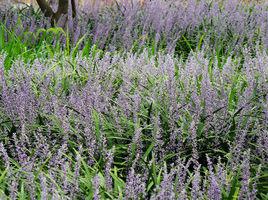 二冬[漢語辭彙]