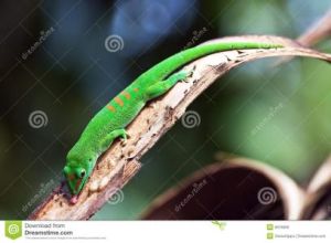 馬達加斯加日間壁虎