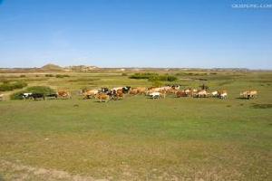 河北的壩上草原