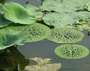 浮葉植物 浮葉植物
