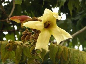 西南貓尾木 西南貓尾木