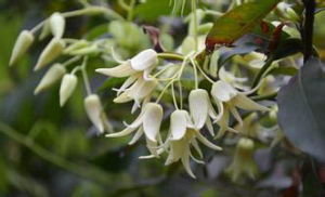 尾葉那藤(亞種) 尾葉那藤(亞種)