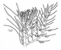 匍枝對絲藻 匍枝對絲藻