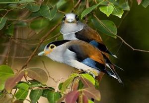 銀胸絲冠鳥海南亞種 銀胸絲冠鳥海南亞種