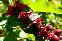 鬼吹簫屬 鬼吹簫屬