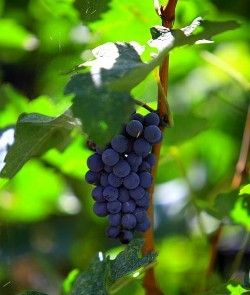 葛藟葡萄