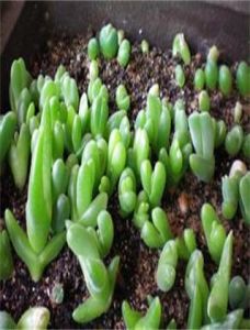 雙球舟形藻 雙球舟形藻