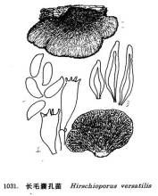 長毛囊孔菌 長毛囊孔菌