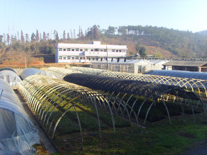 植物組織培養中心 植物組織培養中心