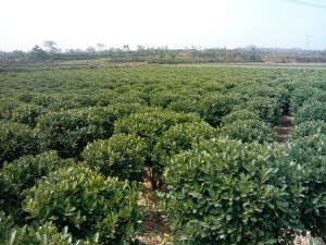 洛陽黃楊基地 洛陽黃楊基地