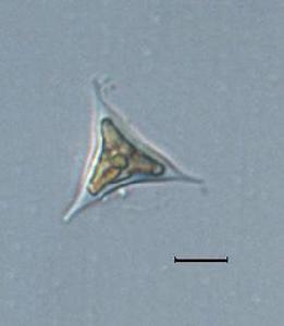 四角藻屬 四角藻屬