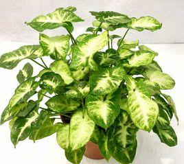 綠精靈[天南星科植物]