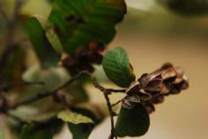 薄葉滇欖仁 薄葉滇欖仁