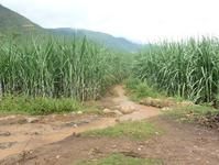 雲合自然村自然資源－種植業