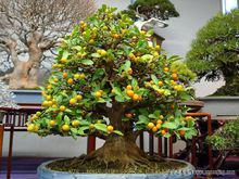 金豆[芸香科金橘屬]