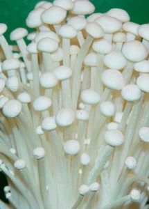 白金針菇 白金針菇