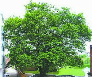 高州緬茄子 高州緬茄子