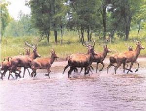 石首麋鹿自然保護區