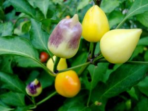 觀賞辣椒 觀賞辣椒