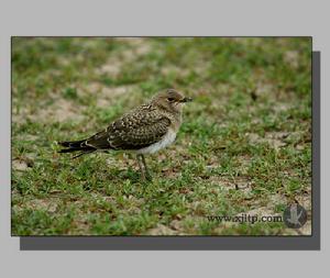 （圖）領燕鴴物種特徵