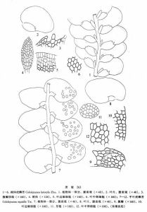 闊體疣鱗苔 闊體疣鱗苔