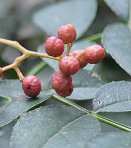 尖葉花椒 尖葉花椒