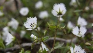 玉龍山無心菜 玉龍山無心菜