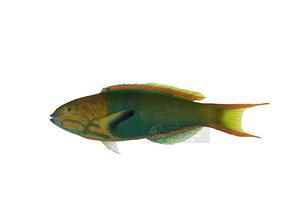 黃衣錦魚 黃衣錦魚