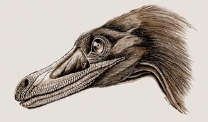 沼澤鳥龍 沼澤鳥龍