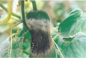 冬瓜鐮孢褐腐病 冬瓜鐮孢褐腐病