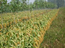 噸谷一號 噸谷一號