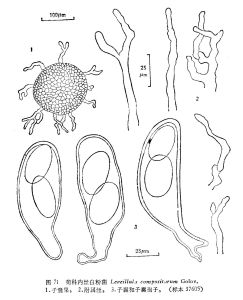 菊科內絲白粉菌