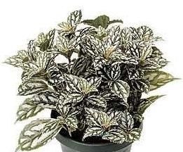 蔭地冷水花 蔭地冷水花