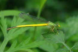 短尾黃蟌 短尾黃蟌