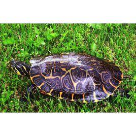 甜甜圈龜 甜甜圈龜