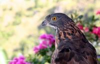 蘇拉威西島鹰鵰 蘇拉威西島鹰鵰