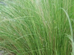 針茅屬 針茅屬