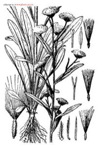 無毛假澤山飛蓬 無毛假澤山飛蓬