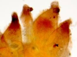 粉被蟲草 粉被蟲草