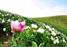 芍藥谷[內蒙古錫林郭勒盟烏拉蓋管理區境內]