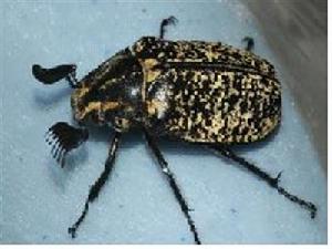 柳樹雲斑鰓金龜 柳樹雲斑鰓金龜