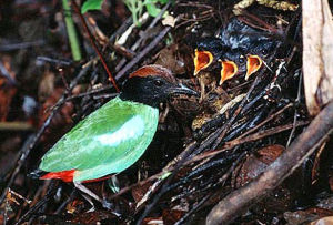 綠胸八色鶇(餵雛)