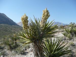 絲蘭提取物 絲蘭提取物